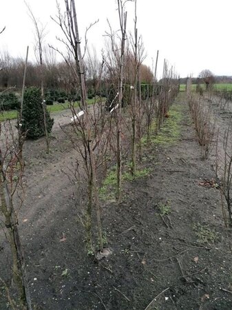 Fagus syl. 'Dawyck' 6-8 cm draadkluit geveerd - afbeelding 1