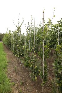 Fagus syl. 'Dawyck' 6-8 cm draadkluit geveerd - afbeelding 2