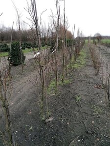 Fagus syl. 'Dawyck' 8-10 cm draadkluit geveerd