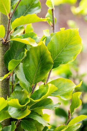 Fagus syl. 'Dawyck Gold' 10-12 cm met kluit geveerd - afbeelding 2