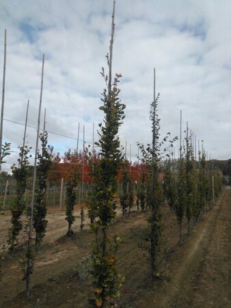 Fagus syl. 'Dawyck Gold' 10-12 cm met kluit geveerd - afbeelding 6