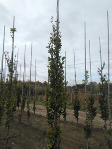 Fagus syl. 'Dawyck Gold' 10-12 cm RB feathered - image 5