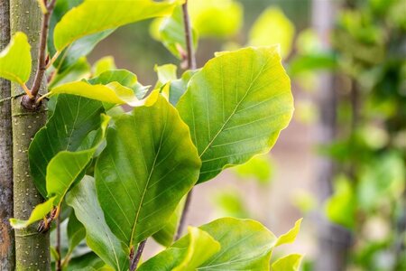 Fagus syl. 'Dawyck Gold' 12-14 cm draadkluit geveerd - afbeelding 3