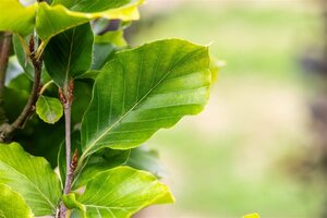 Fagus syl. 'Dawyck Gold' 16-18 cm draadkluit geveerd