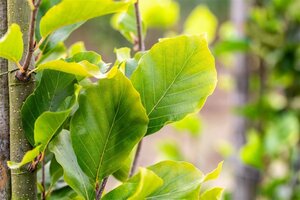 Fagus syl. 'Dawyck Gold' 18-20 Hoogstam draadkluit 260 cm stam dakvorm 140 Versgeleid - afbeelding 3