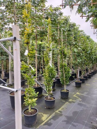 Fagus syl. 'Dawyck Gold' 200-250 cm cont. 20L - afbeelding 5