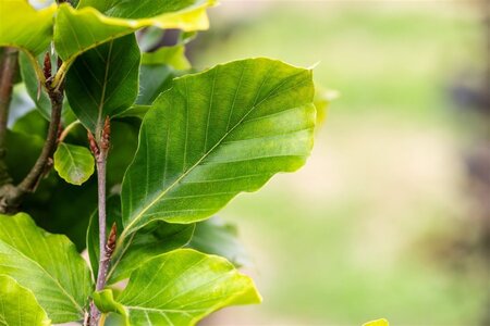 Fagus syl. 'Dawyck Gold' 200-250 cm met kluit geveerd - afbeelding 1