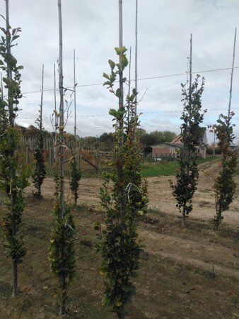 Fagus syl. 'Dawyck Gold' 200-250 cm met kluit geveerd - afbeelding 5