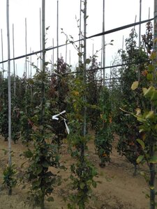 Fagus syl. 'Dawyck Gold' 200-250 cm met kluit geveerd - afbeelding 6