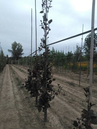 Fagus syl. 'Dawyck Purple' 10-12 cm met kluit geveerd - afbeelding 2