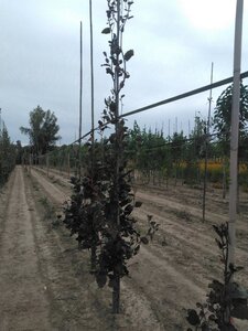 Fagus syl. 'Dawyck Purple' 10-12 cm met kluit geveerd - afbeelding 2