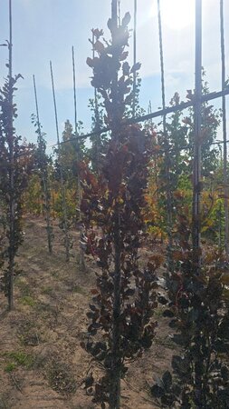 Fagus syl. 'Dawyck Purple' 10-12 cm met kluit geveerd - afbeelding 1