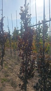 Fagus syl. 'Dawyck Purple' 10-12 cm met kluit geveerd