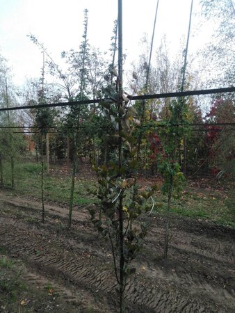 Fagus syl. 'Dawyck Purple' 200-250 cm met kluit geveerd - afbeelding 6