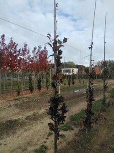 Fagus syl. 'Dawyck Purple' 200-250 cm met kluit geveerd - afbeelding 4