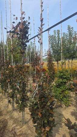 Fagus syl. 'Dawyck Purple' 200-250 cm met kluit geveerd - afbeelding 1