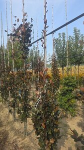 Fagus syl. 'Dawyck Purple' 200-250 cm met kluit geveerd
