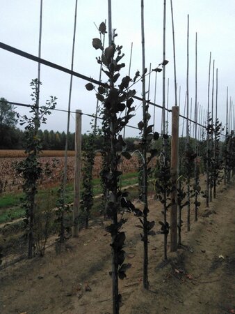 Fagus syl. 'Dawyck Purple' 200-250 cm met kluit geveerd - afbeelding 3