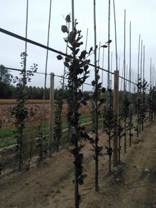 Fagus syl. 'Dawyck Purple' 200-250 cm met kluit geveerd - afbeelding 3