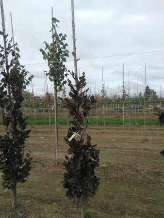 Fagus syl. 'Dawyck Purple' 200-250 cm met kluit geveerd - afbeelding 5