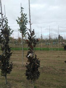 Fagus syl. 'Dawyck Purple' 200-250 cm met kluit geveerd - afbeelding 5
