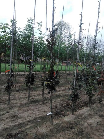 Fagus syl. 'Dawyck Purple' 200-250 cm met kluit geveerd - afbeelding 2