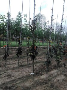 Fagus syl. 'Dawyck Purple' 200-250 cm met kluit geveerd - afbeelding 2