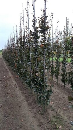 Fagus syl. 'Dawyck Purple' 6-8 cm wortelgoed geveerd