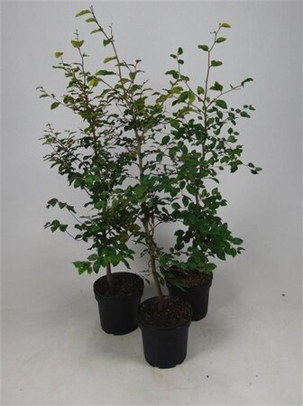 Fagus sylvatica 100-125 cm cont. 5,0L - afbeelding 3