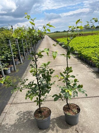 Fagus sylvatica 100-125 cm cont. 5,0L