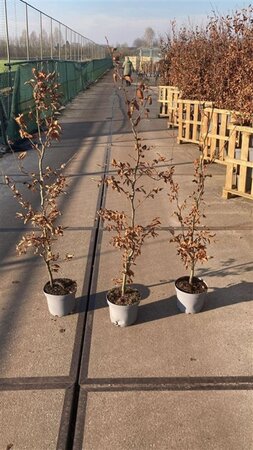 Fagus sylvatica 125-150 cm cont. 5,0L - afbeelding 3