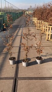 Fagus sylvatica 125-150 cm cont. 5,0L - afbeelding 3