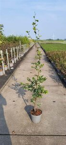 Fagus sylvatica 125-150 cm cont. 5,0L - afbeelding 2