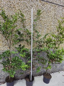 Fagus sylvatica 125-150 cm cont. 5,0L - image 3
