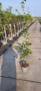 Fagus sylvatica 125-150 cm cont. 5,0L