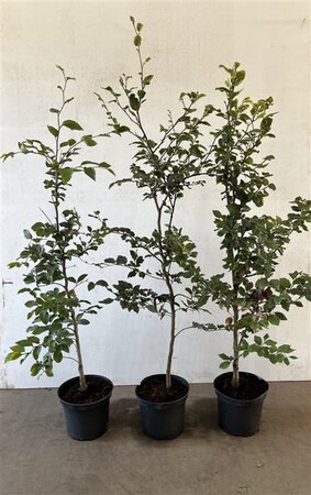 Fagus sylvatica 125-150 cm cont. 5,0L - image 2