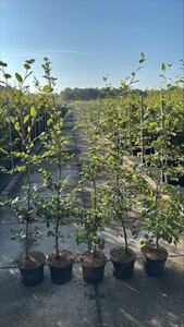 Fagus sylvatica 125-150 cm cont. 5,0L