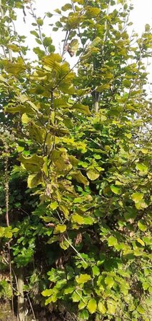 Fagus sylvatica 125-150 cm met kluit geveerd