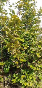 Fagus sylvatica 125-150 cm met kluit geveerd
