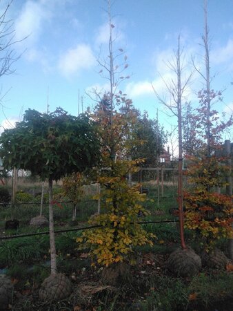 Fagus sylvatica 14-16 cm draadkluit geveerd 3 X verplant - afbeelding 5