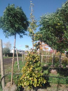 Fagus sylvatica 14-16 cm draadkluit geveerd 3 X verplant - afbeelding 3