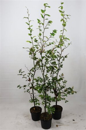 Fagus sylvatica 150-175 cm cont. 5,0L