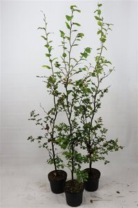 Fagus sylvatica 150-175 cm cont. 5,0L