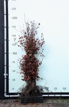 Fagus sylvatica 150-175 cm wortelgoed