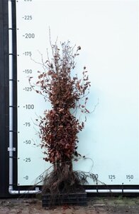 Fagus sylvatica 150-175 cm wortelgoed
