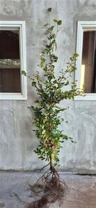 Fagus sylvatica 175-200 cm wortelgoed