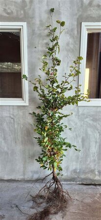 Fagus sylvatica 175-200 cm wortelgoed - afbeelding 4