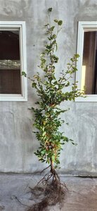 Fagus sylvatica 175-200 cm wortelgoed - afbeelding 4