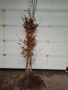 Fagus sylvatica 175-200 cm wortelgoed - afbeelding 3