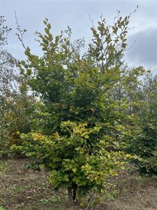 Fagus sylvatica 250-300 cm WRB multi-stem
